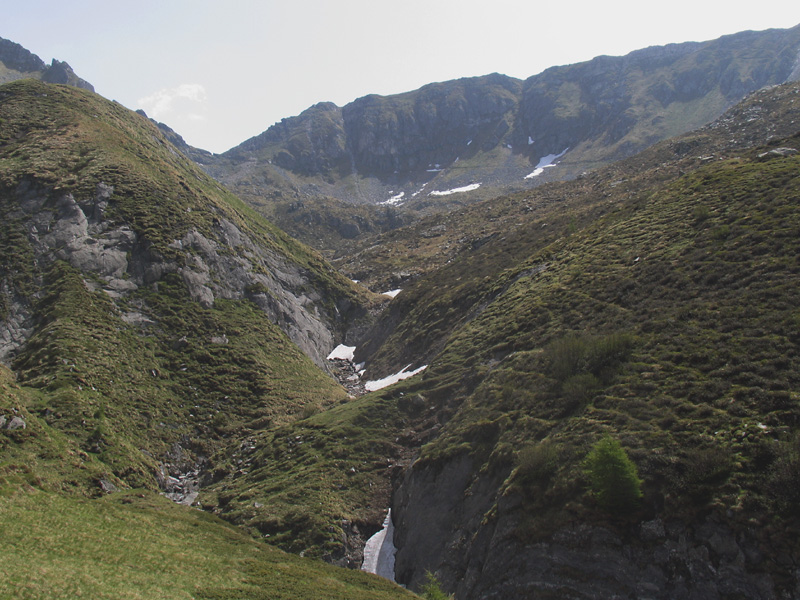 Lloydia serotina / Falangio alpino, Giglietto tardivo